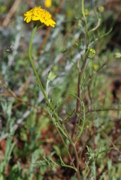 Image of yellow pincushion