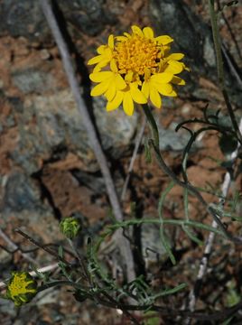 Image of yellow pincushion