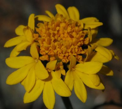 Image of yellow pincushion