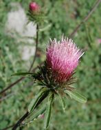 Imagem de Cirsium andersonii (A. Gray) Petr.