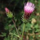 Cirsium andersonii (A. Gray) Petr. resmi