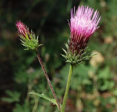 Imagem de Cirsium andersonii (A. Gray) Petr.