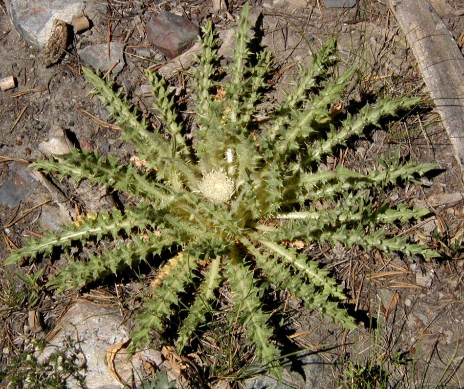 Image of meadow thistle