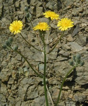 صورة Crepis capillaris (L.) Wallr.