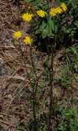 Image of smooth hawksbeard