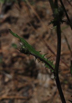 Image of smooth hawksbeard