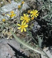 صورة Crepis intermedia A. Gray