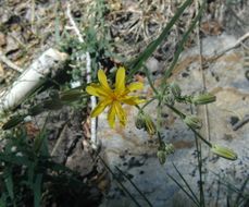 صورة Crepis intermedia A. Gray