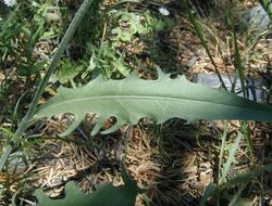 صورة Crepis intermedia A. Gray