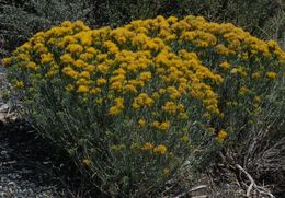 Image of Ericameria nauseosa var. speciosa (Nutt.) G. L. Nesom & G. I. Baird