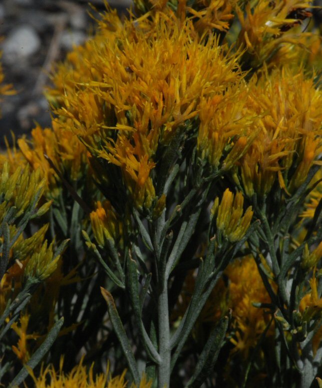 Image of Ericameria nauseosa var. speciosa (Nutt.) G. L. Nesom & G. I. Baird