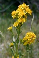 Image of Rocky Mountain goldenrod