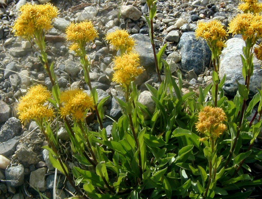 Image of Rocky Mountain goldenrod