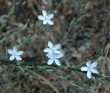 صورة Stephanomeria virgata subsp. pleurocarpa (Greene) Gottlieb