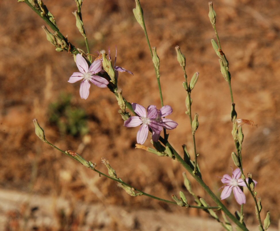 صورة Stephanomeria virgata subsp. pleurocarpa (Greene) Gottlieb