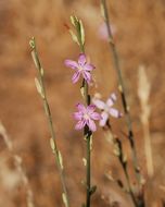 صورة Stephanomeria virgata subsp. pleurocarpa (Greene) Gottlieb