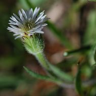 Image de Erigeron lonchophyllus Hook.