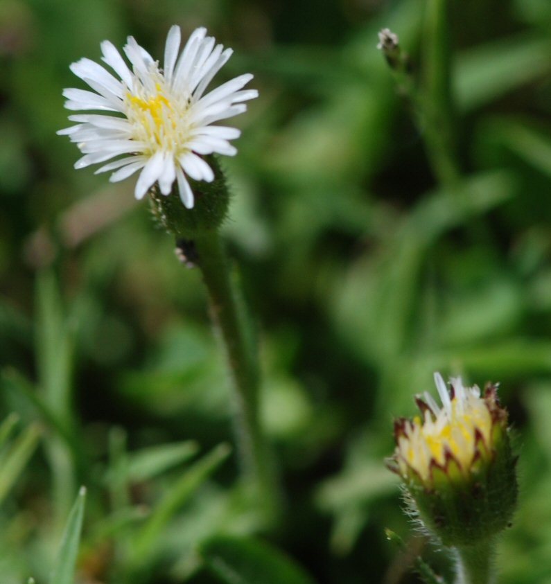 Image de Erigeron lonchophyllus Hook.