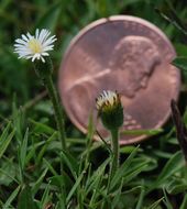 Image de Erigeron lonchophyllus Hook.