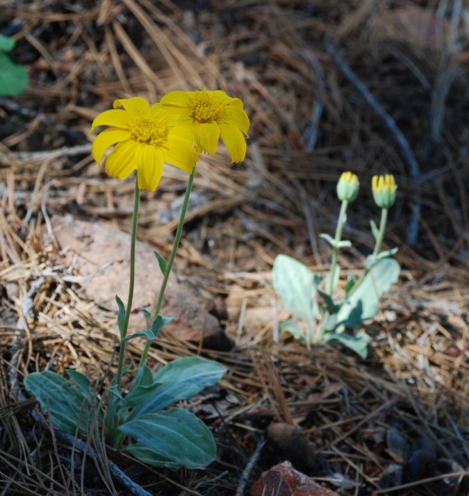 Image of mock leopardbane