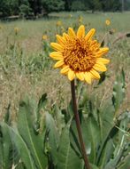 Wyethia angustifolia (DC.) Nutt. resmi