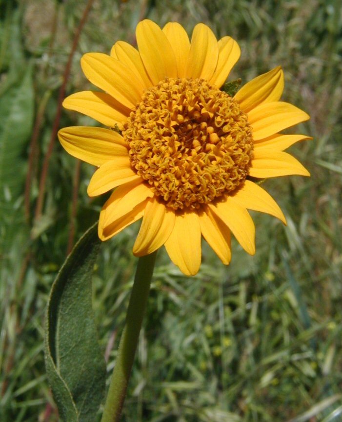 Wyethia angustifolia (DC.) Nutt. resmi