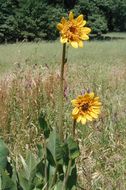 Wyethia angustifolia (DC.) Nutt. resmi