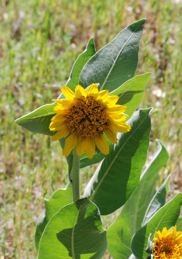 Image of whitehead mule-ears