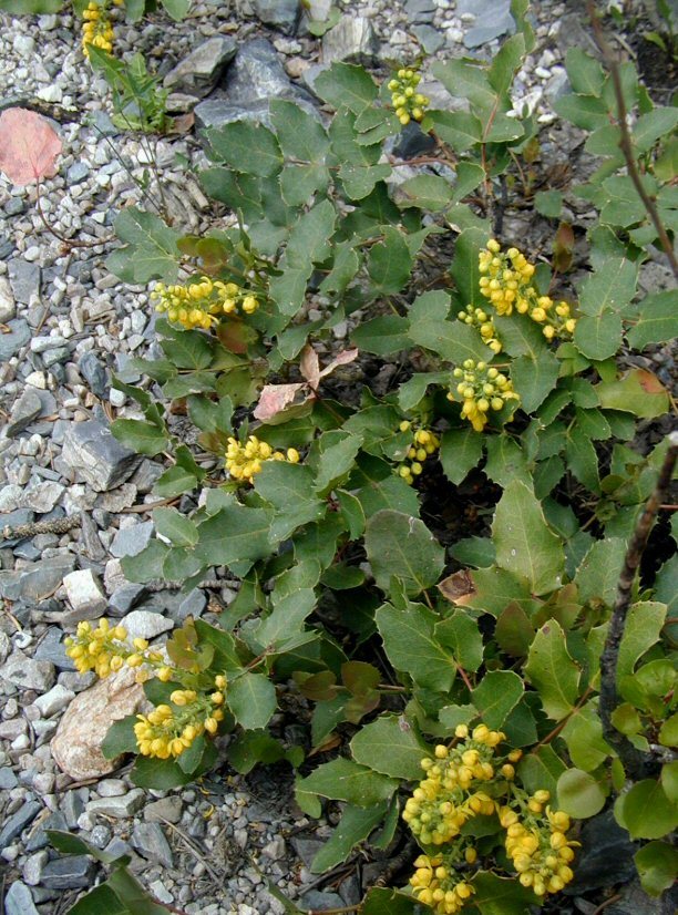 Plancia ëd <i>Berberis aquifolium</i> var. <i>repens</i>