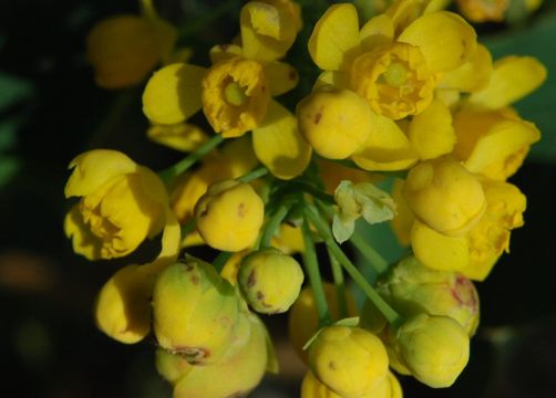 Image of <i>Berberis aquifolium</i> var. <i>dictyota</i>