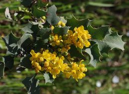 Image of <i>Berberis aquifolium</i> var. <i>dictyota</i>