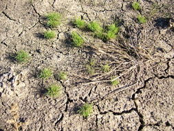 Image of Annual Beard-grass