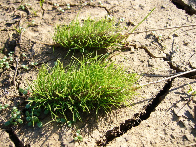 Image of Annual Beard-grass