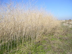 Image of black mustard