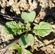 Image of black mustard