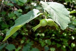 Слика од Corylus cornuta subsp. californica (A. DC.) A. E. Murray