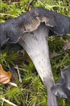 Image of horn of plenty