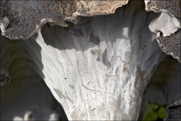 Image of horn of plenty