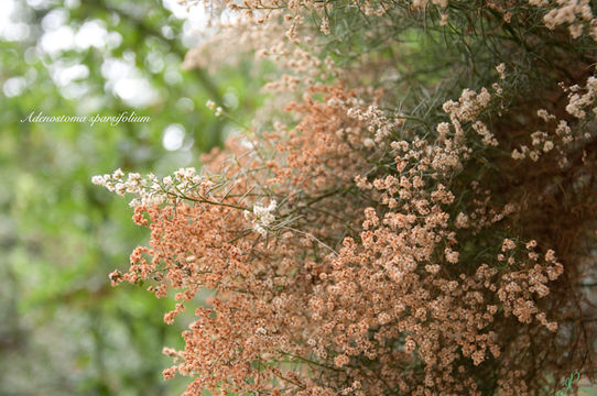 Adenostoma sparsifolium Torr.的圖片