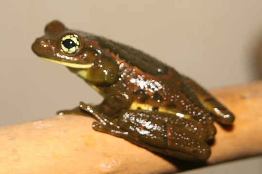 Image of Rio Golden-eyed Tree Frog