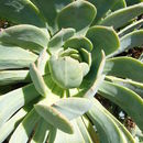 صورة Aeonium gomerense (Praeger) Praeger