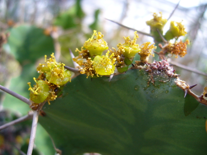 Euphorbia grandicornis Blanc resmi