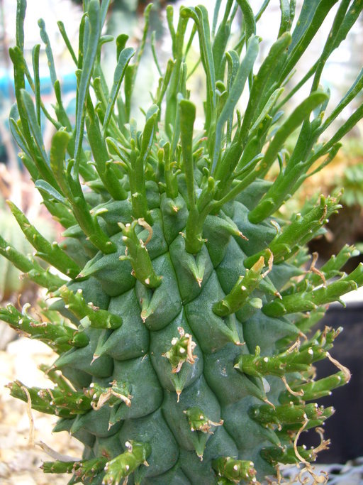 Euphorbia schoenlandii Pax resmi