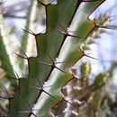 Image of Euphorbia greenwayi P. R. O. Bally & S. Carter