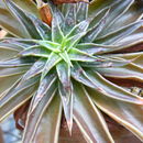 Image of Echeveria lutea Rose