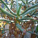 Image of <i>Aloe ramosissima</i>