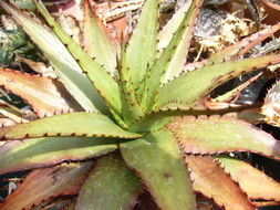 Aloe broomii Schönland resmi