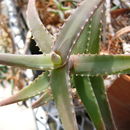 Image of Aloe cremnophila Reynolds & P. R. O. Bally