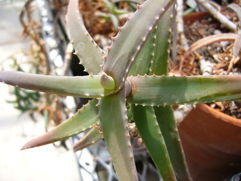 Plancia ëd Aloe cremnophila Reynolds & P. R. O. Bally