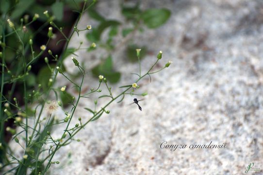 Image of Canadian Horseweed